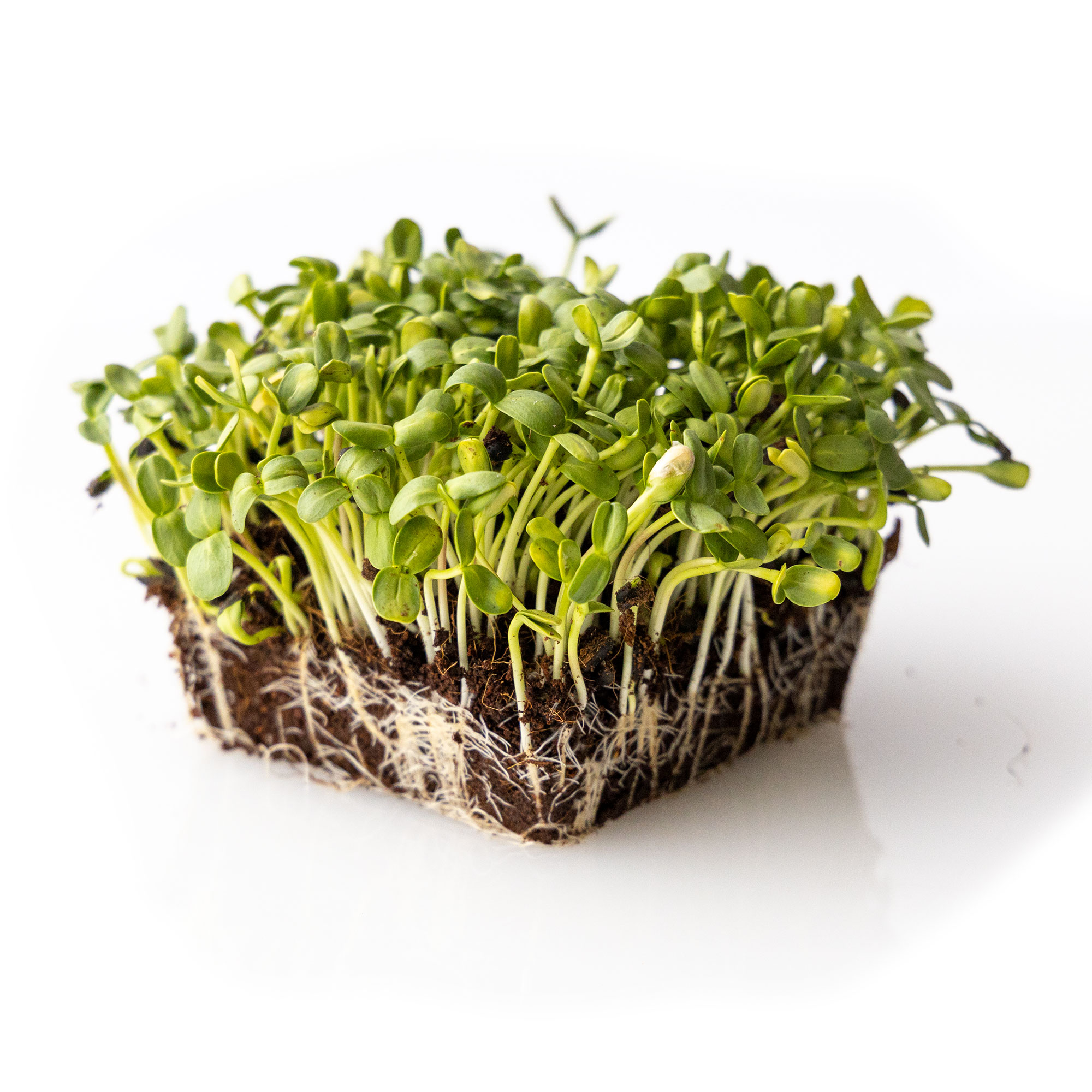 Black Oil Sunflower: 1 Lb ~ 8,000 Seeds - Flower Garden, Micro Greens - Buy Non-GMO Helianthus annus Farm & Gardening Seeds Onli